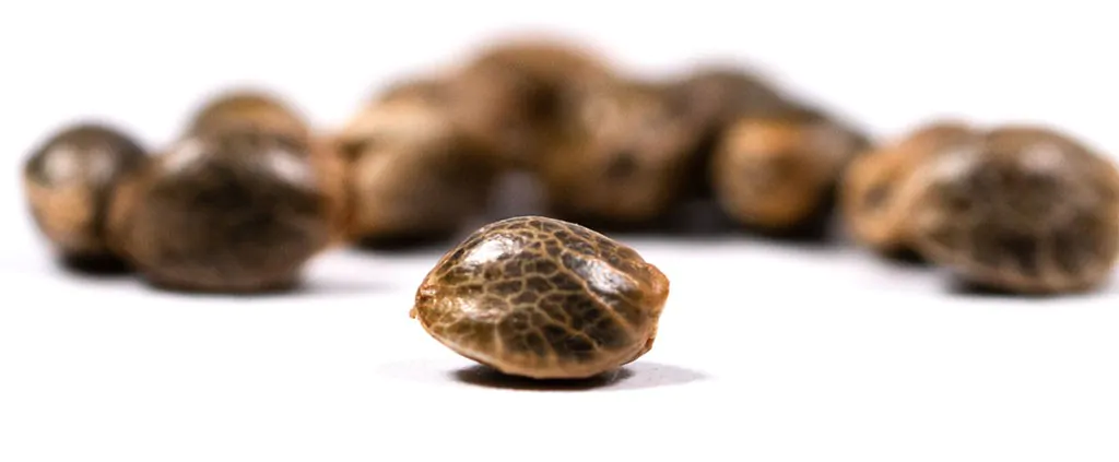 Come Scegliere i Semi di Cannabis per Neofiti