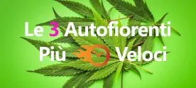 Semi Cannabis Autofiorenti Super Veloci