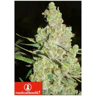 Medical Seeds - 1024
