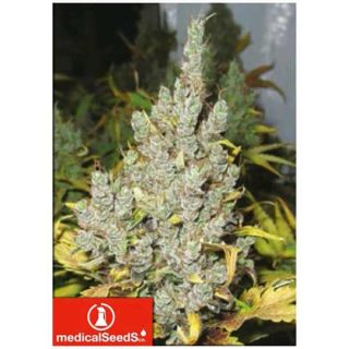 Medical Seeds - 2046