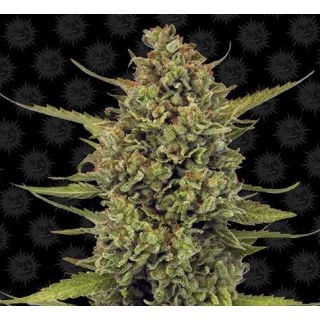 Barney's Farm - Acapulco Gold