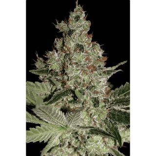 Paradise Seeds - Acid