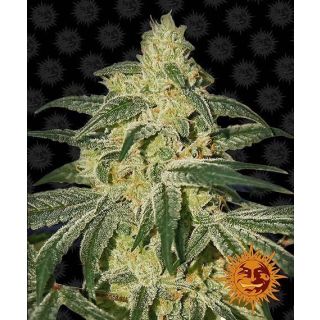 BARNEY'S FARM - Afghan Hash Plant Regolare - 10 SEMI