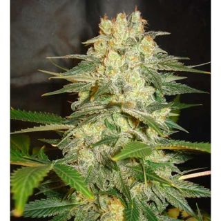 World Of Seeds - Afghan Kush Ryder Auto