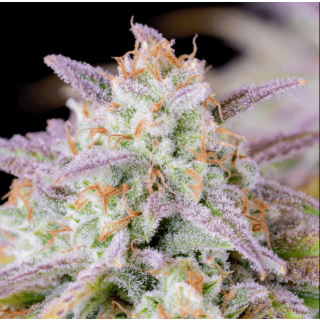 Fast Buds - Afghan Kush Auto