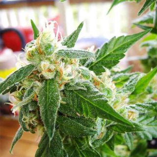 Nirvana Seeds - AK 48 Autofiorente