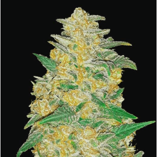 Fast Buds - Original AK Auto