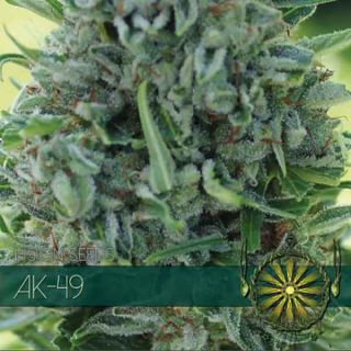 Vision Seeds - AK 49