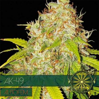 Vision Seeds - AK 49 Auto