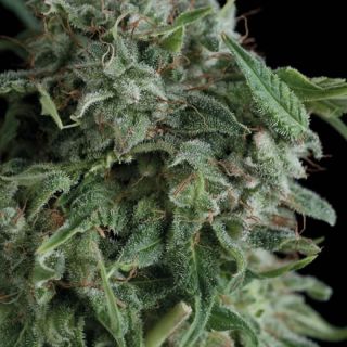 Trikoma Seeds - AK 74 FEM - 5 SEMI