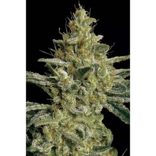 Paradise Seeds - Allkush