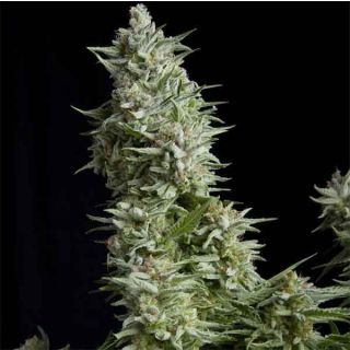 Pyramid Seeds - Alpujarreña