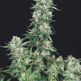 Trikoma Seeds - America Cookies - 5 SEMI