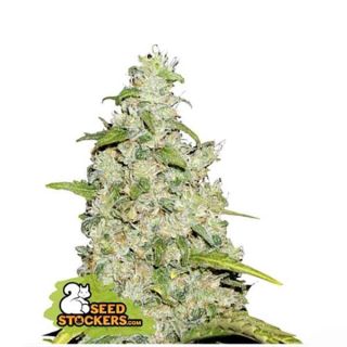 Seed Stockers - Amnesia Auto