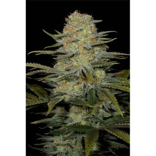 Dinafem Seeds - Amnesia CBD