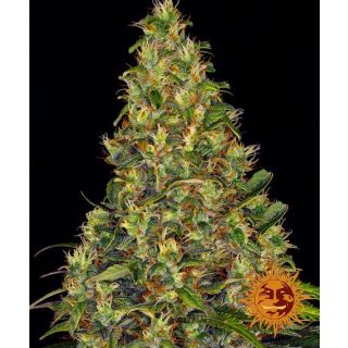 Barney's Farm - Amnesia Haze Auto