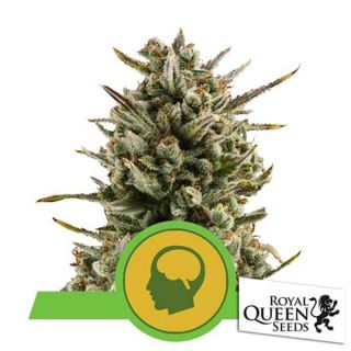 Royal Queen Seeds - Amnesia Haze Auto