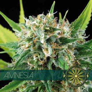 Vision Seeds - Amnesia