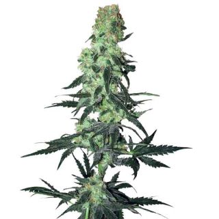 White Label Seeds - Amnesia White Regolare
