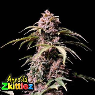 Fast Buds - Amnesia Zkittlez Auto