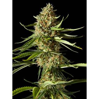 Philosopher seeds - Amnesika 2.0