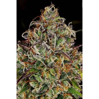 Paradise Seeds - Apricot Candy