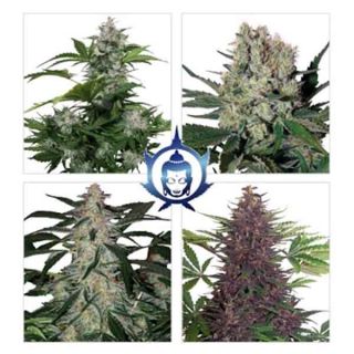 Buddha Seeds - Assorted Auto - Blister 10 Semi Assortiti