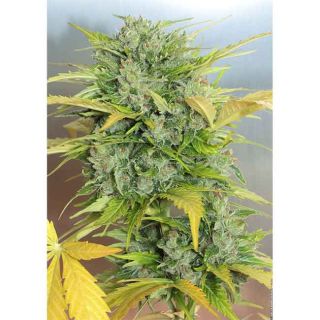 Serious Seeds - Auto AK47