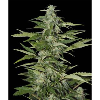 Panoramix Genetics - Auto Big Kush