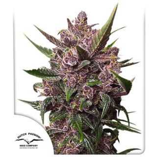 Dutch Passion - Auto Blackberry Kush