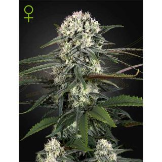 Green House Seeds - Auto Bomb