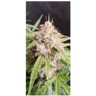 Super Sativa Seed Club - Auto Bruce Lemon Diesel