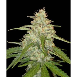 Panoramix Genetics - Auto Critical X