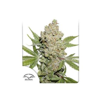 Dutch Passion - Auto Lemon Kix