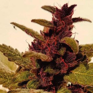 Guru Plant Genetik - Auto Mandarine Purple Kush - 5 Semi