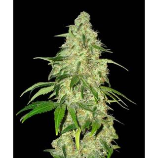 Panoramix Genetics - Auto Super Bud