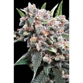 Paradise Seeds - Auto Wappa