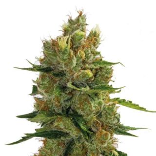 Guru Plant Genetik - Back To The 90