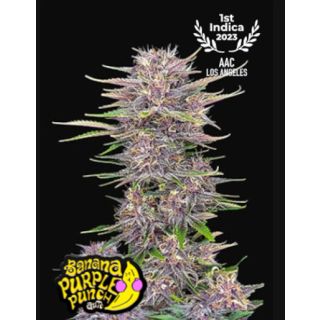 Fast Buds - Banana Purple Punch Auto