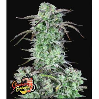 Fast Buds - Strawberry Banana Auto