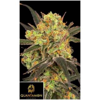 Quantamon Seeds - Bazooka Cheese