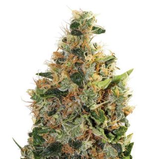 Guru Plant Genetik - Beatnikush - 6 Semi