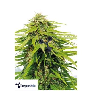 Terpethic - Big Fat Joe Fast Version - 3 Semi