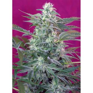 Sweet Seeds - Big Foot