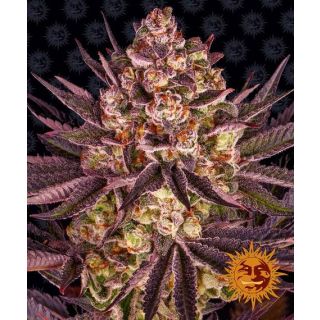 Barney's Farm - Biscotti Mintz