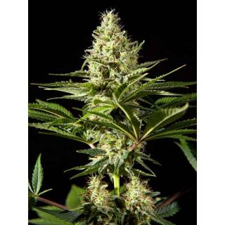 Philosopher Seeds - Black Bomb