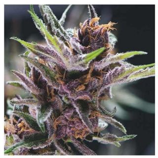 Pyramid Seeds - Black Cherry Punch (3+1) - (5+2)