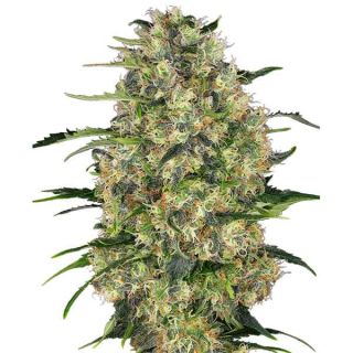 Sensi Seeds - Black Domina Regolare