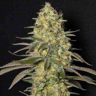 Eva Seeds - Black Dream
