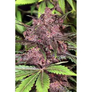 Exotic Seed - Black Haze Auto